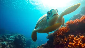 Discover the beauty of a turtle snorkel in action as a sea turtle swims near a coral reef.